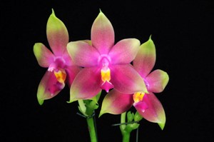 Phalaenopsis N.R. Montclair AM/AOS 80 pts.